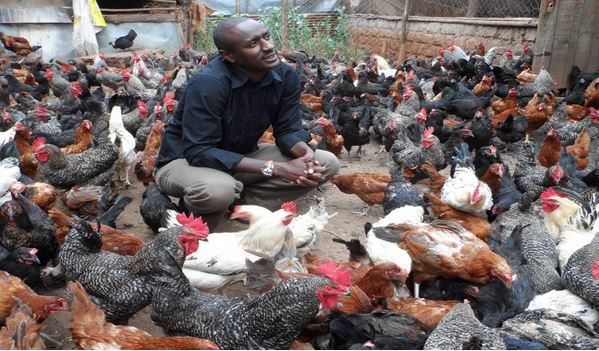 Chicken coop design kenya East Orchard Mesa property offers agricultural possibilities