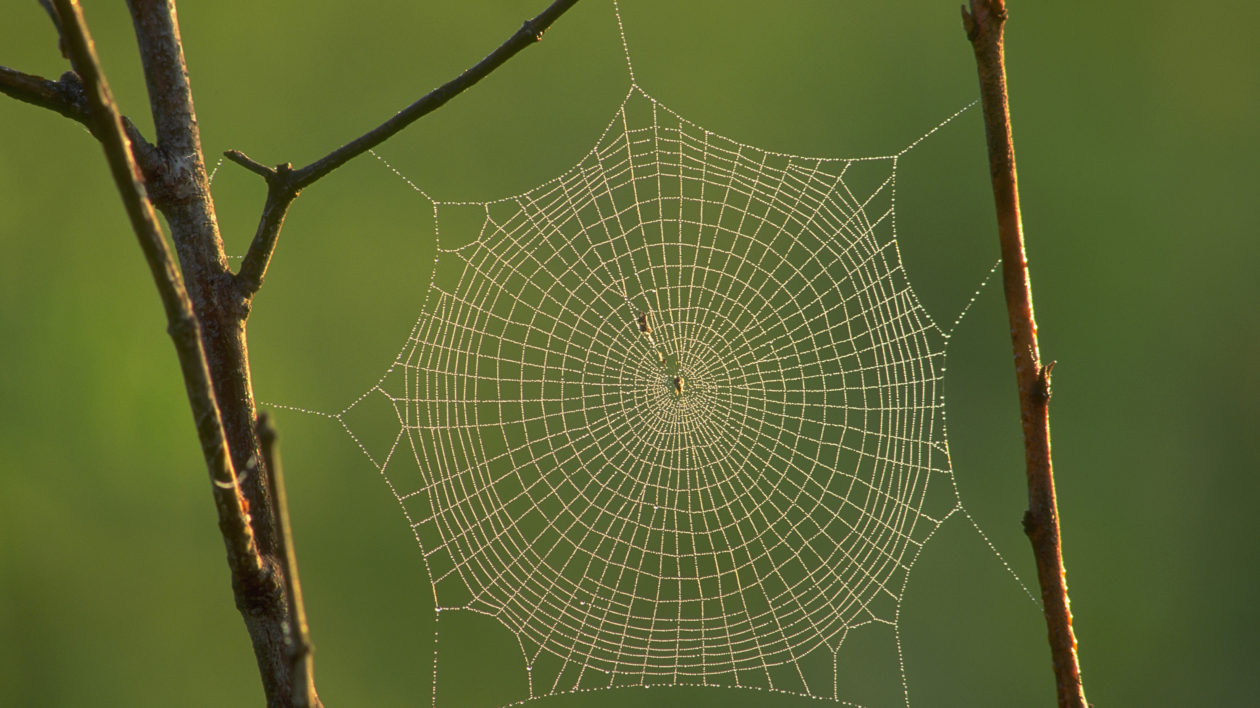 Spider web in Osage County of Oklahoma in United States, North America. [Photo/The Nature Conservancy]