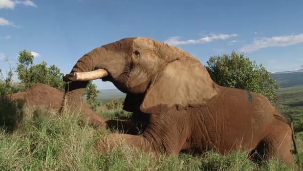 elephant without tusks