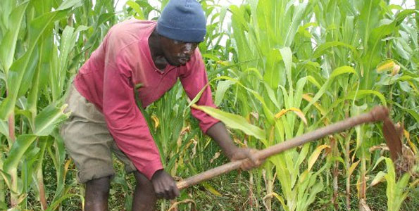 Image result for farmers in Kenya