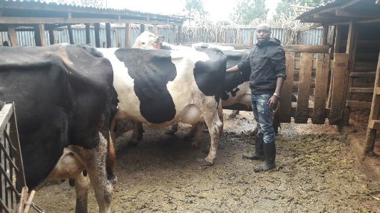 Biko Kithinji Green Dairy farm 1