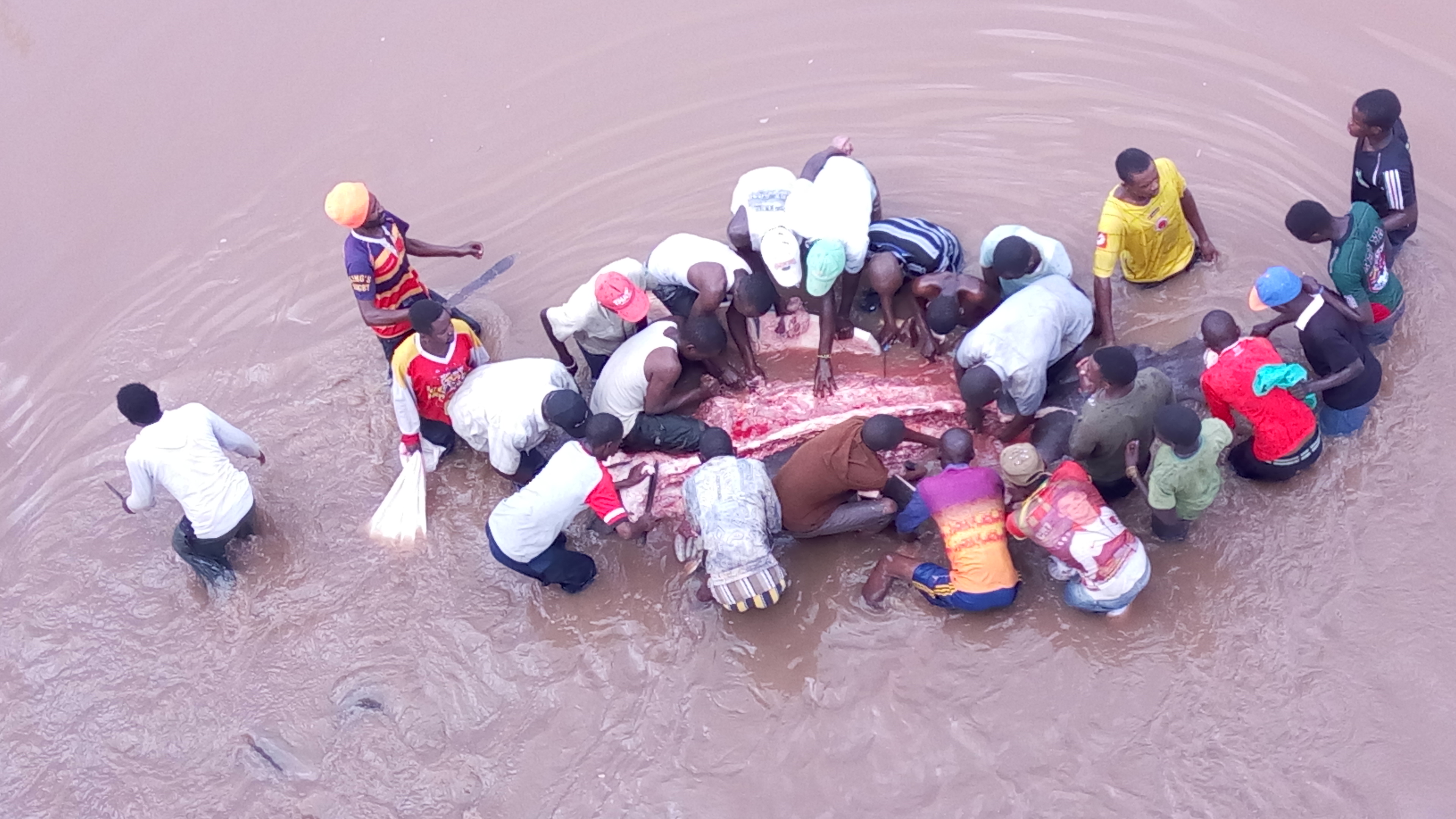 residents eat live hippo