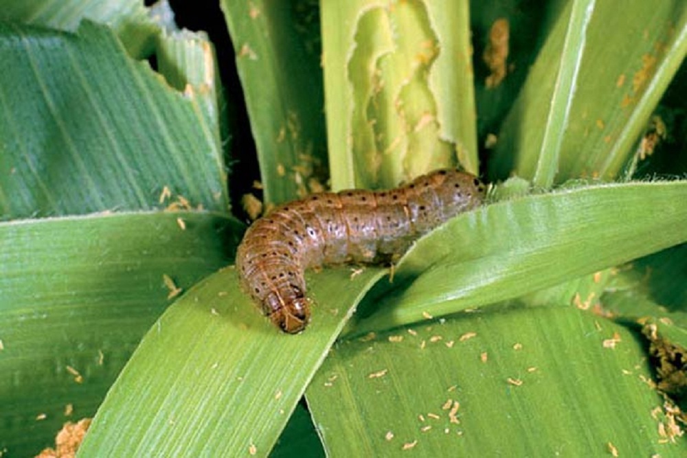 download army worm killer
