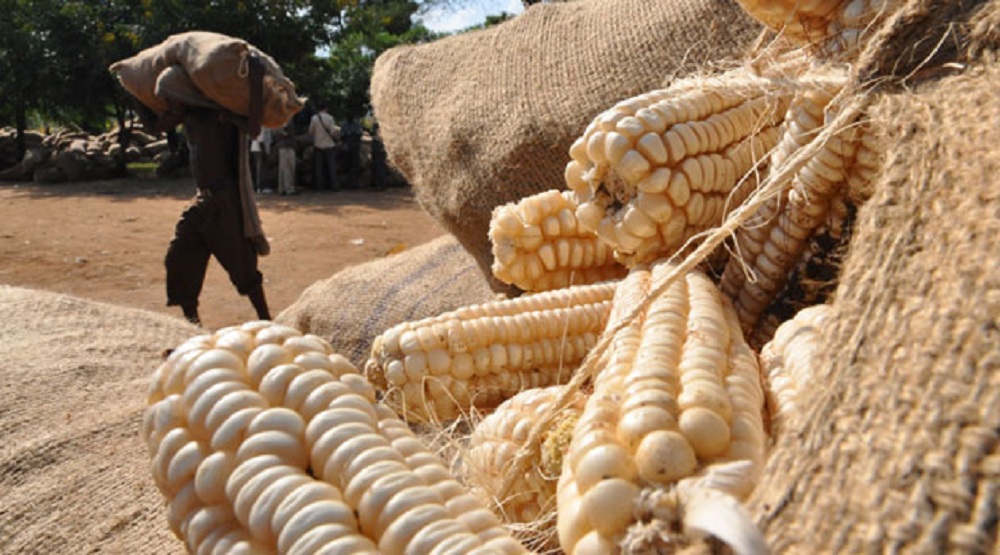 Maize Farmers Brace For Sh15b Post harvest Losses Business Today Kenya