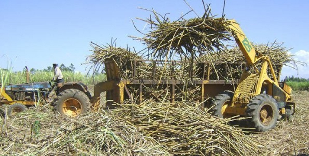 Harvesting sugar cane. President Uhuru Kenyatta has said the government will implement recommendations of the Taskforce as part of ongoing efforts to revive the sector. www.businesstoday.co.ke