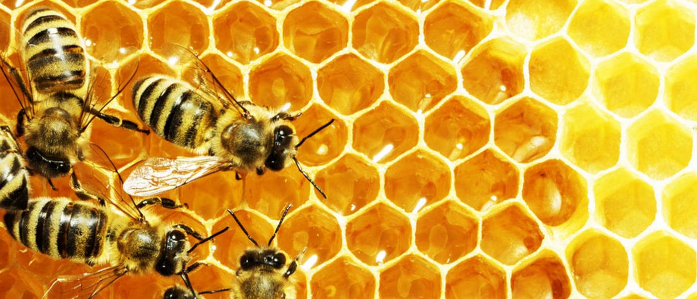 Mwingi honey production on the decline Business Today Kenya