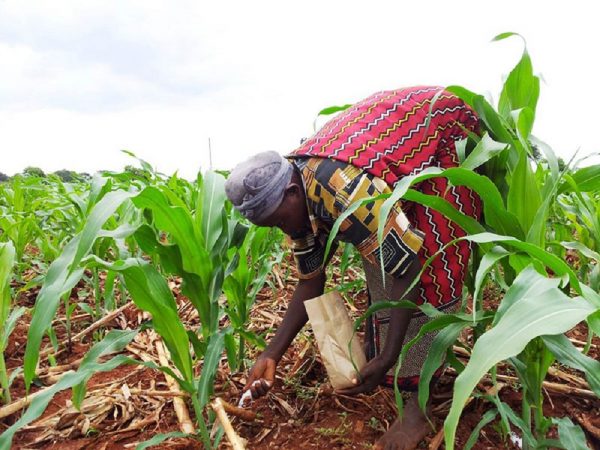 Good news for maize farmers as Govt procures fertilizer - Business ...