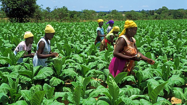 Tobacco farmers earn lowest in 3 years - Business Today Kenya