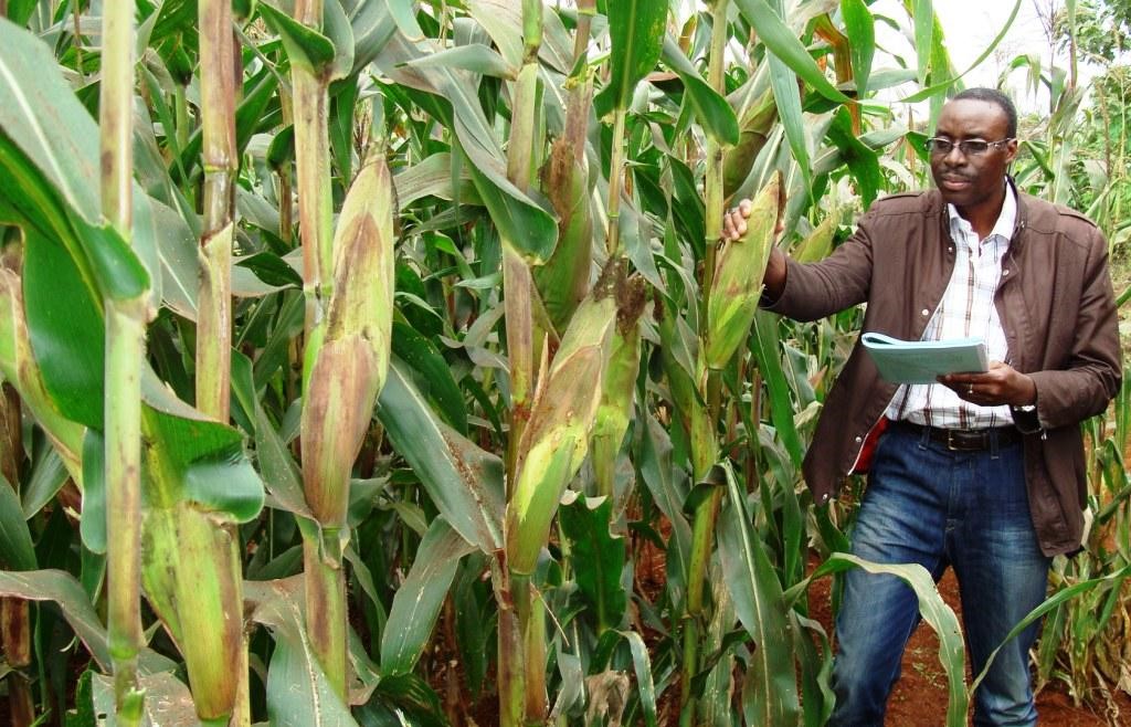 maize-cultivation-sowing-and-planting-density-365farmnet