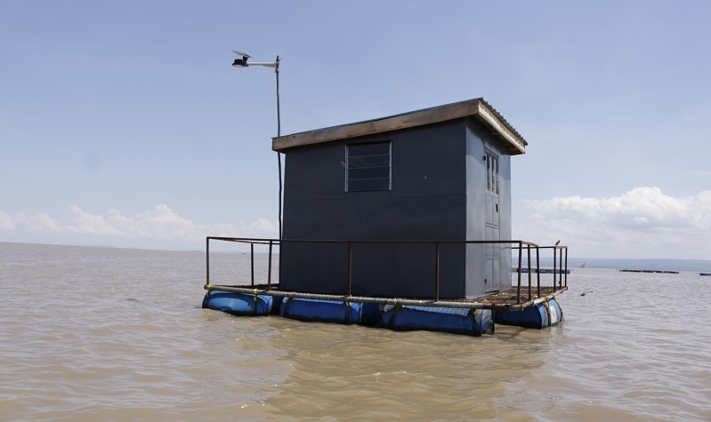 Floating fish farms become a threat to Lake Victoria - Business