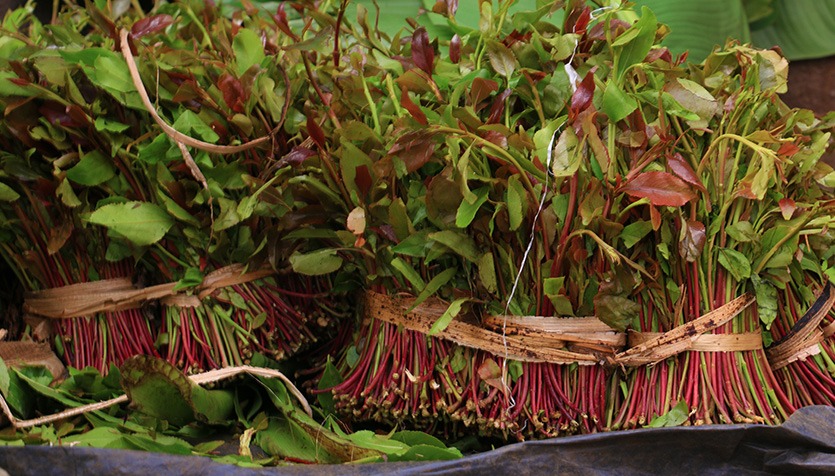 Image result for miraa kenya