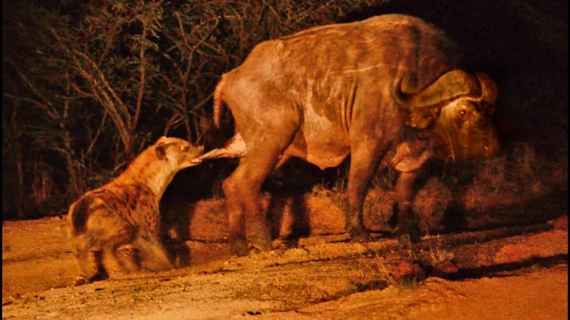 Stranger than fiction: Hungry Aberdare hyenas bite off buffalo balls
