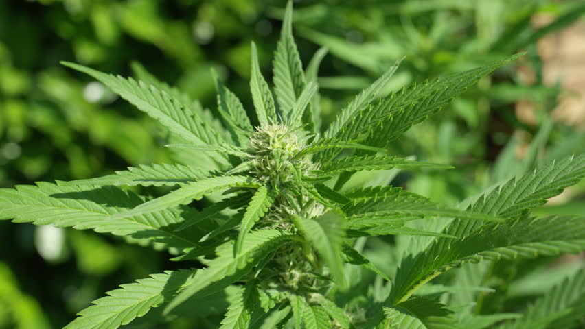 Marijuana on the field. Cannabis real estate firm Bangi Inc has proposed to cross list on the Nairobi Securities Exchange (NSE) www.businesstoday.co.ke