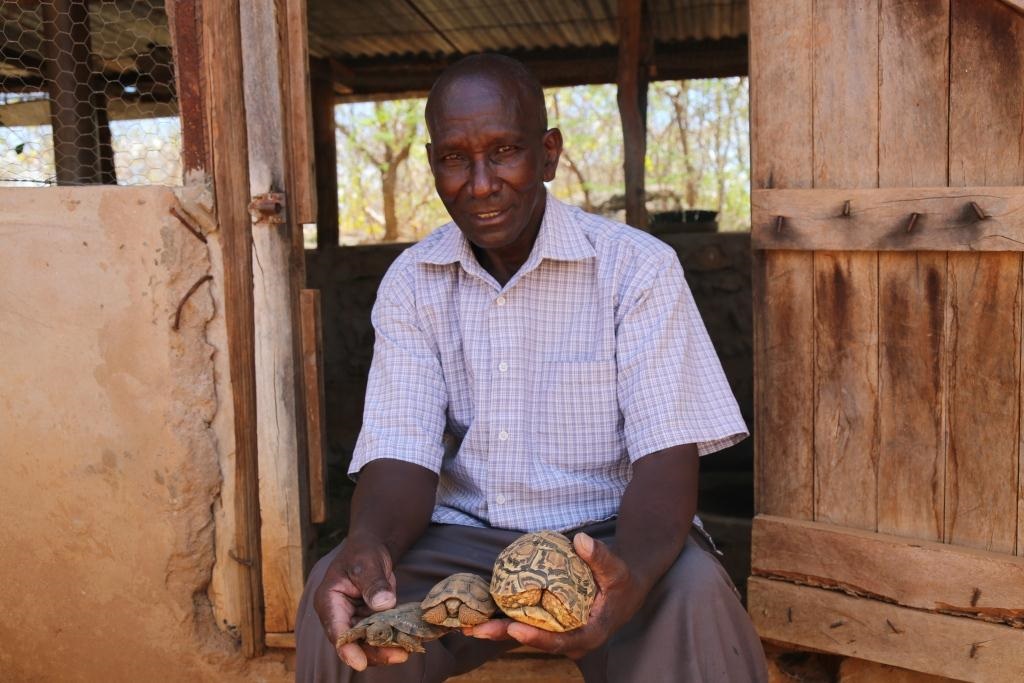 Slow but sure art of rearing tortoises for sale