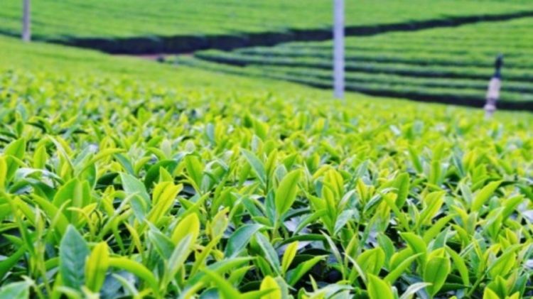 A section of the Kapchorua tea farm. www.businesstoday.co.ke