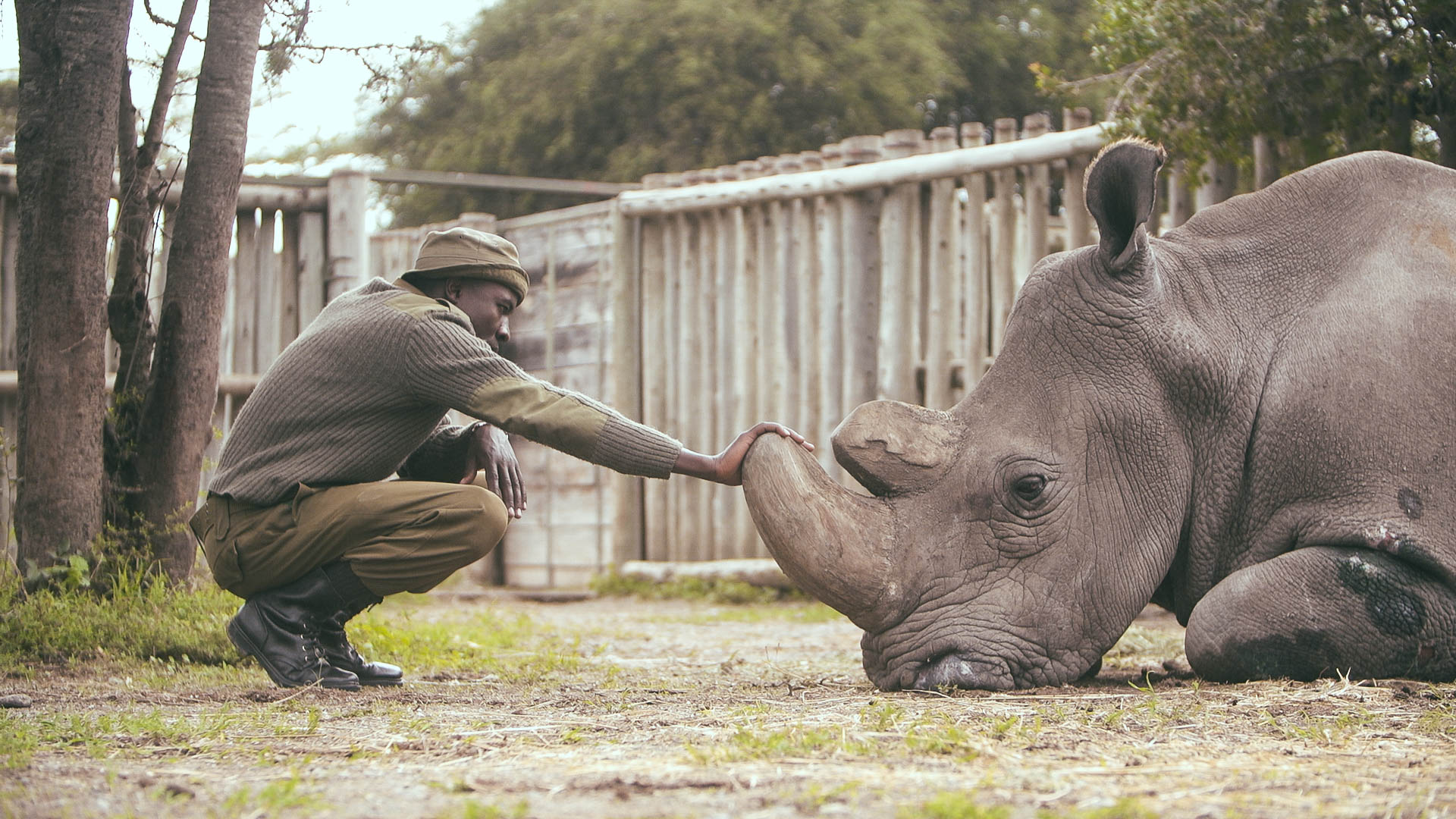 Ol Pejeta Conservancy ranger James Mwenda bonding with Sudan. The movie is about Sudan, the last male white rhino on the planet. www.businesstoday.co.ke