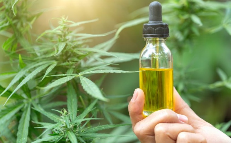 Cannabis oil extract also contains sterols, which are medically used in lowering cholesterol.