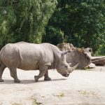 A northern white rhino. Scientists said removal of eggs from the world's only remaining northern female white rhinos, called Najin and Fatu, was a culmination of years of research and trials based on international best practices www.businesstoday.co.ke