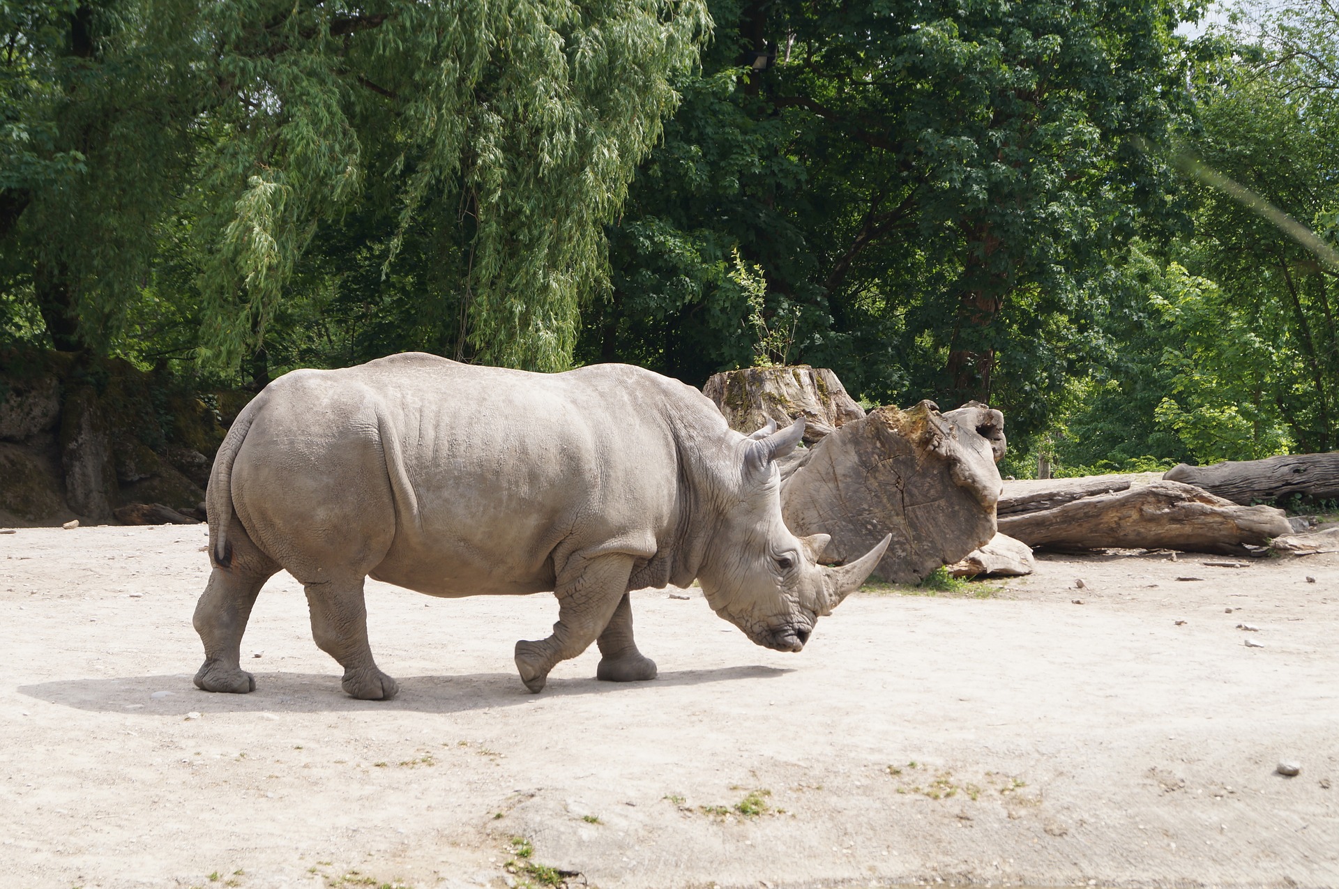 Kenya makes strides in saving endangered northern whilre rhino