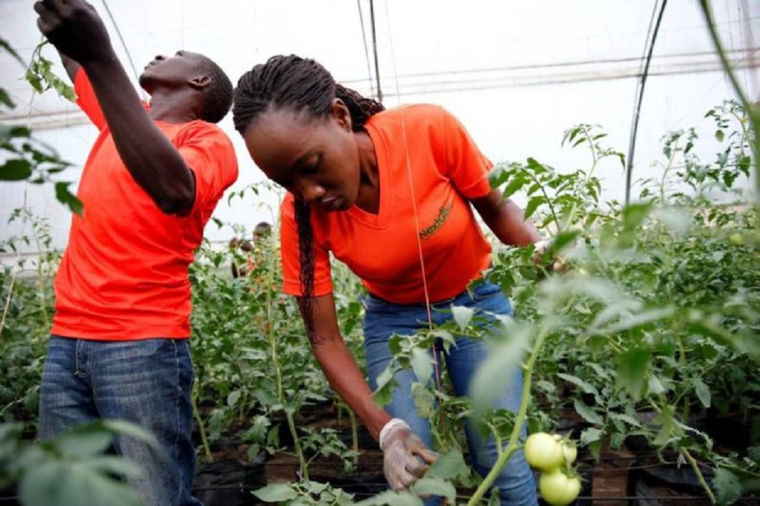 Youth involved in tomato farming. Youth inclusion, engagement, and most importantly, retention in the agriculture sector are hot topics www.businesstoday.co.ke