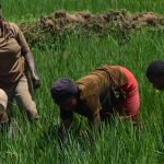 Child labour in Mwea Rice fields www.businesstoday.co.ke