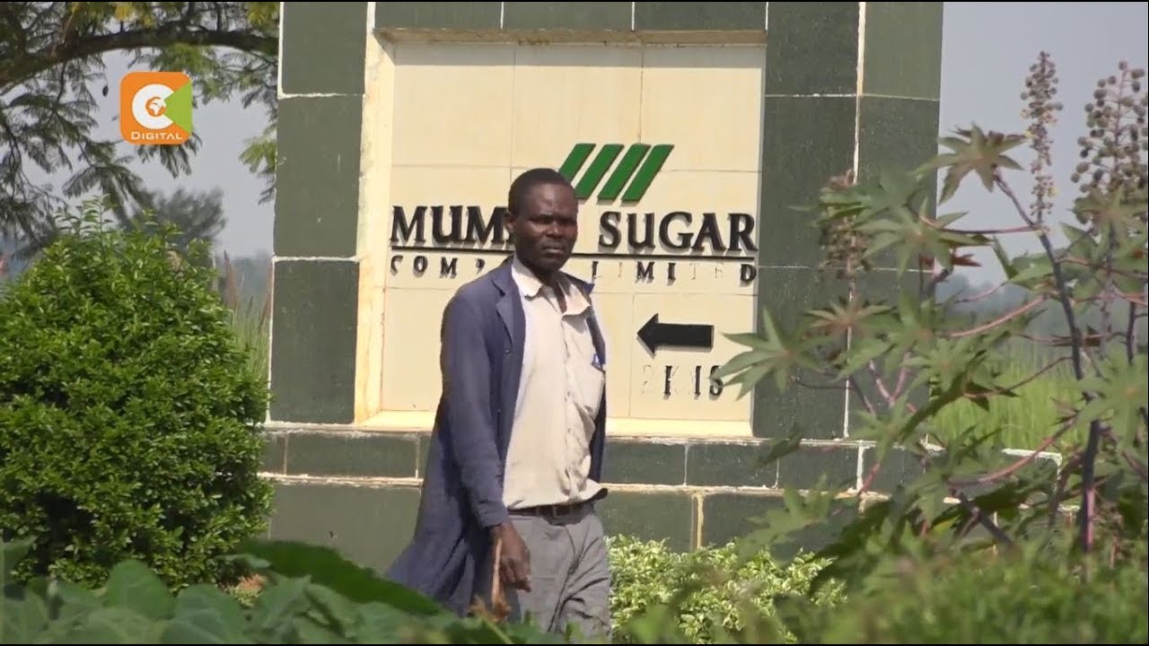 KCB Bank said decision to put Mumias Sugar under receivership to protect its assets and maintain operations. www.businesstoday.co.ke