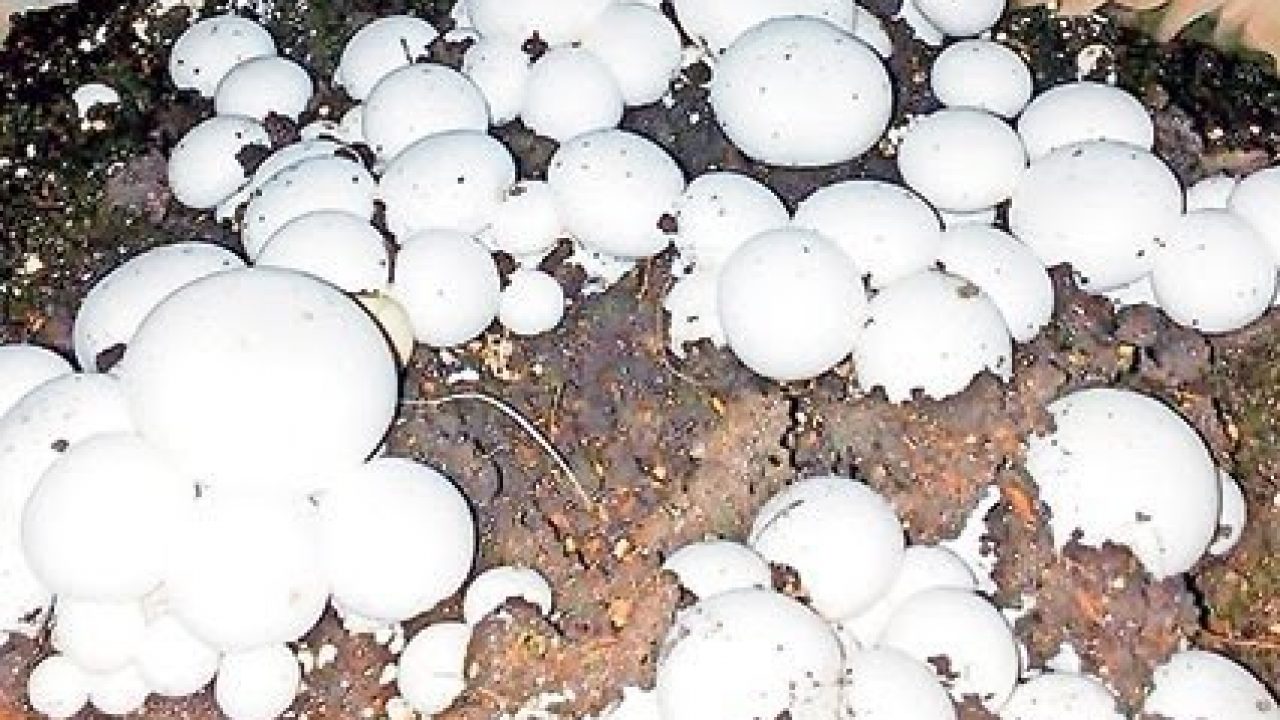 A mushrooms farm. John Kuru, a former army officer, transformed his garage into a mushroom farm and says the amount of money he makes from the small space is incomparable with what he used to make from his 12-acre farm. www.businesstoday.co.ke