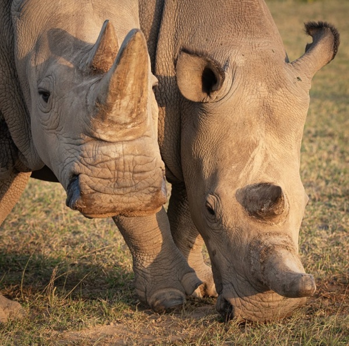 Hope for Northern White Rhino After Italian Lab’s Embryos Breakthrough