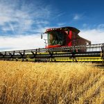 Wheat farming in kenya 2 www.businesstoday.co.ke