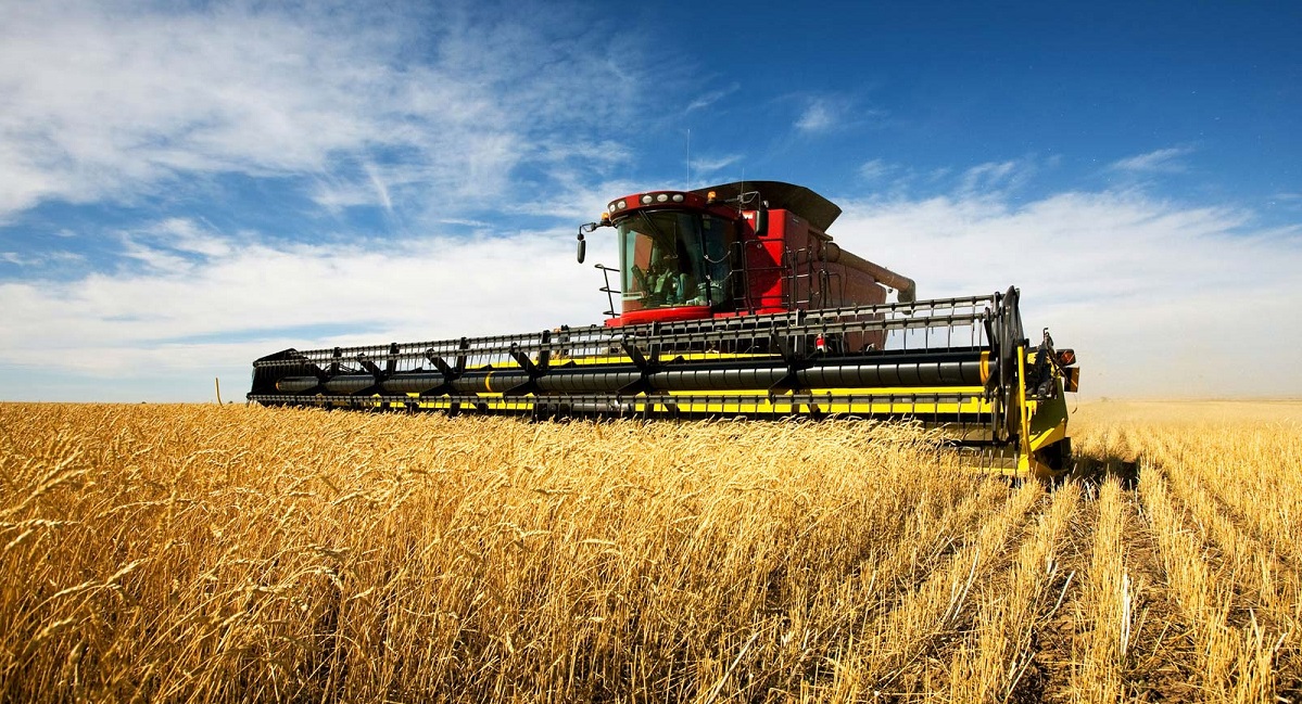 Wheat farming in kenya 2 www.businesstoday.co.ke