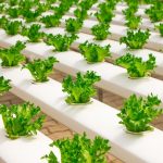 Hydroponics farming. It is a method of growing plants in a nutrient solution without soil and the training is part of the 2jiajiri programme. www.businesstoday.co.ke