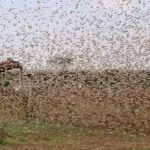 The locusts problem is far from over as the deadly insects are expected to be around till June. www.businesstoday.co.ke