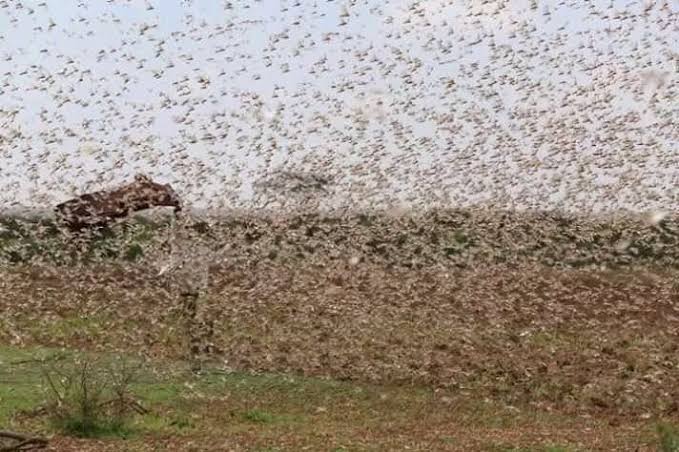 The locusts problem is far from over as the deadly insects are expected to be around till June. www.businesstoday.co.ke