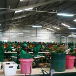 Oserian Flowers packing house at Olkaria. The Kenya flower sector is losing Sh20 million every day and has sent home more than 30,000 temporary workers and 40,000 permanent staff. www.businesstoday.co.ke