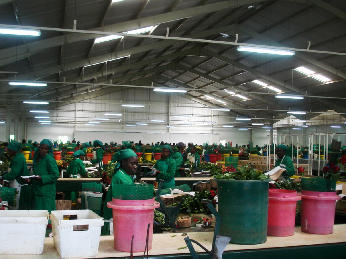 Oserian Flowers packing house at Olkaria. The Kenya flower sector is losing Sh20 million every day and has sent home more than 30,000 temporary workers and 40,000 permanent staff. www.businesstoday.co.ke