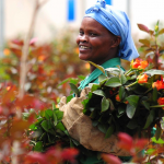 Kenya flower industry covid-19 impact