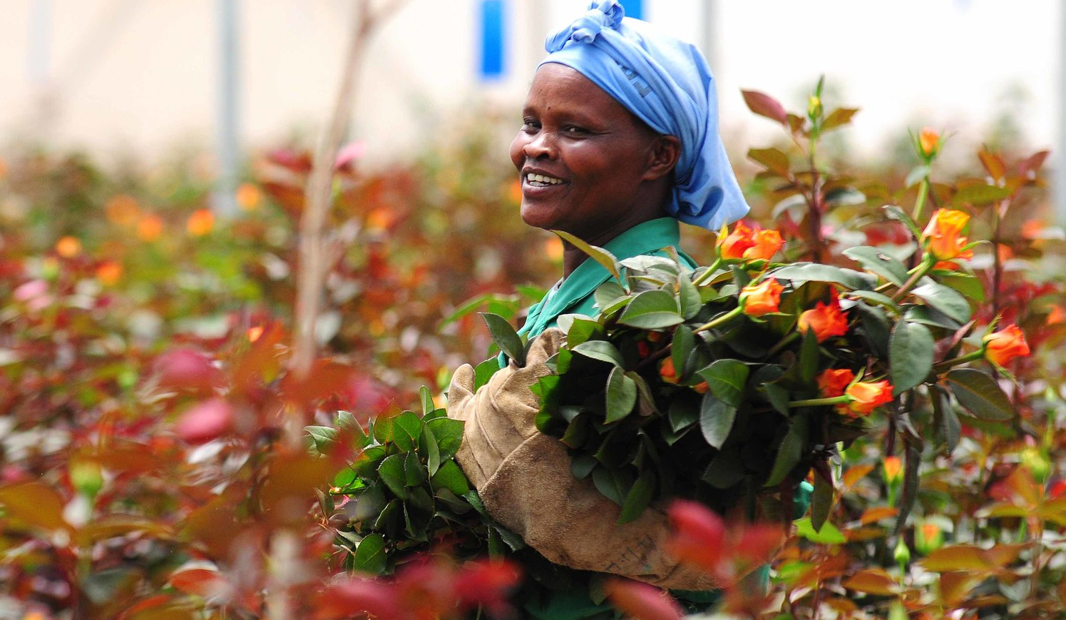 Kenya flower industry covid-19 impact