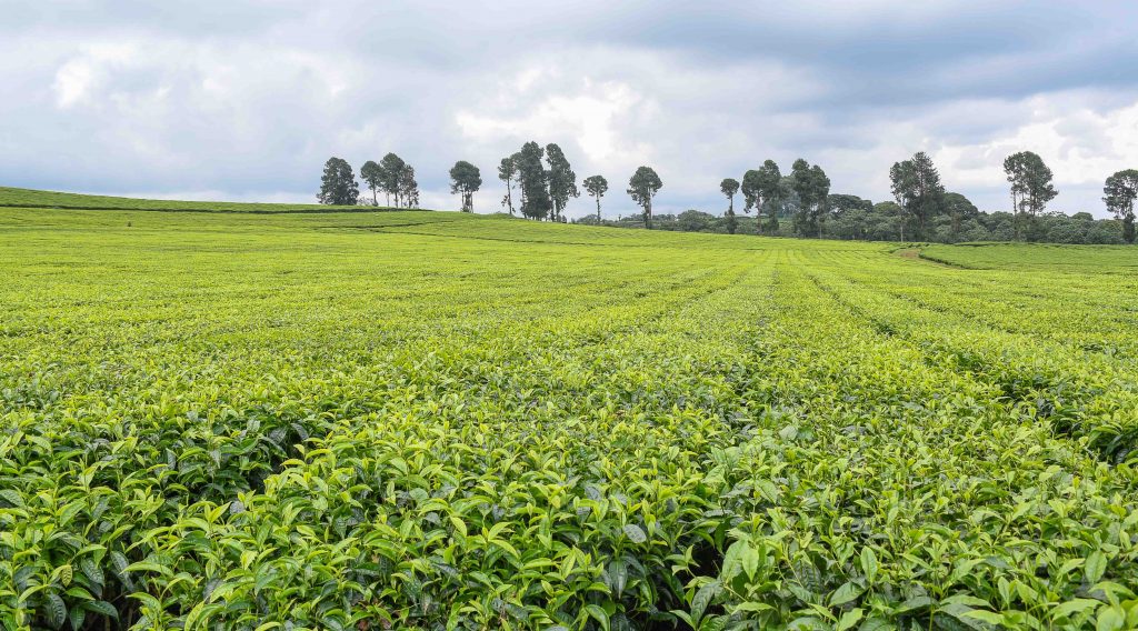 A section of Kangaita Tea Farm in Kirinyaga County. Tea contributes over 23 per cent of Kenya's foreign exchange.