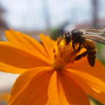 Crop protection in kenya