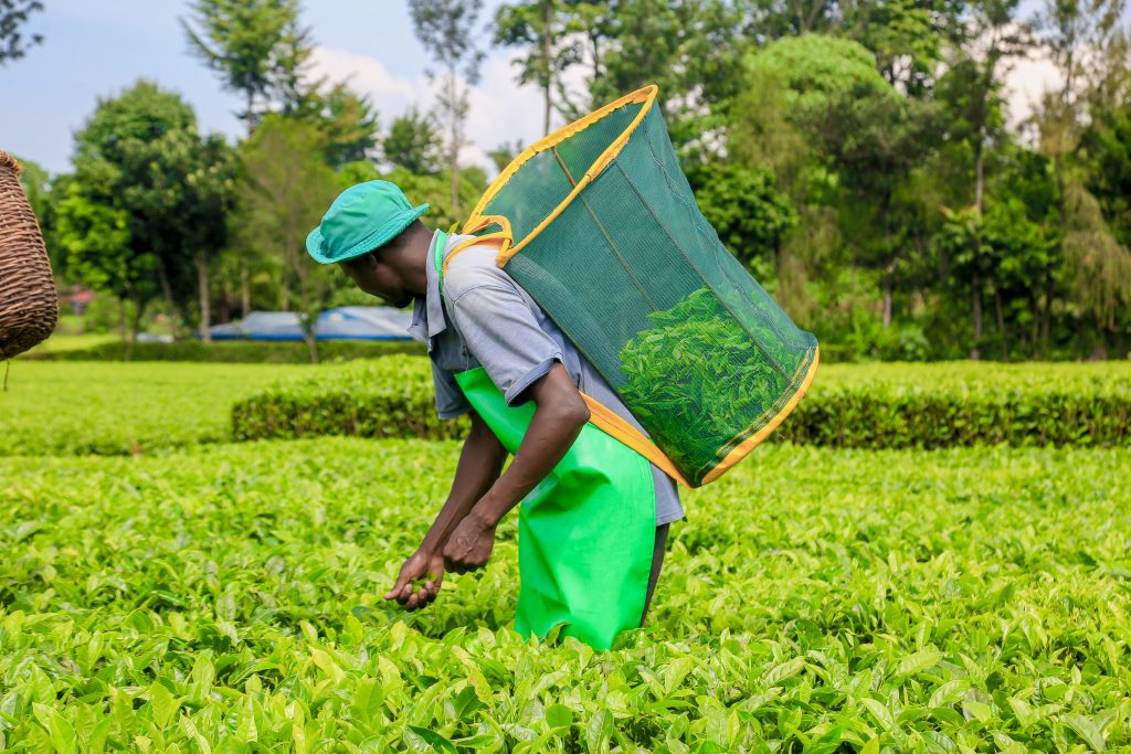 A tea picker on a farm