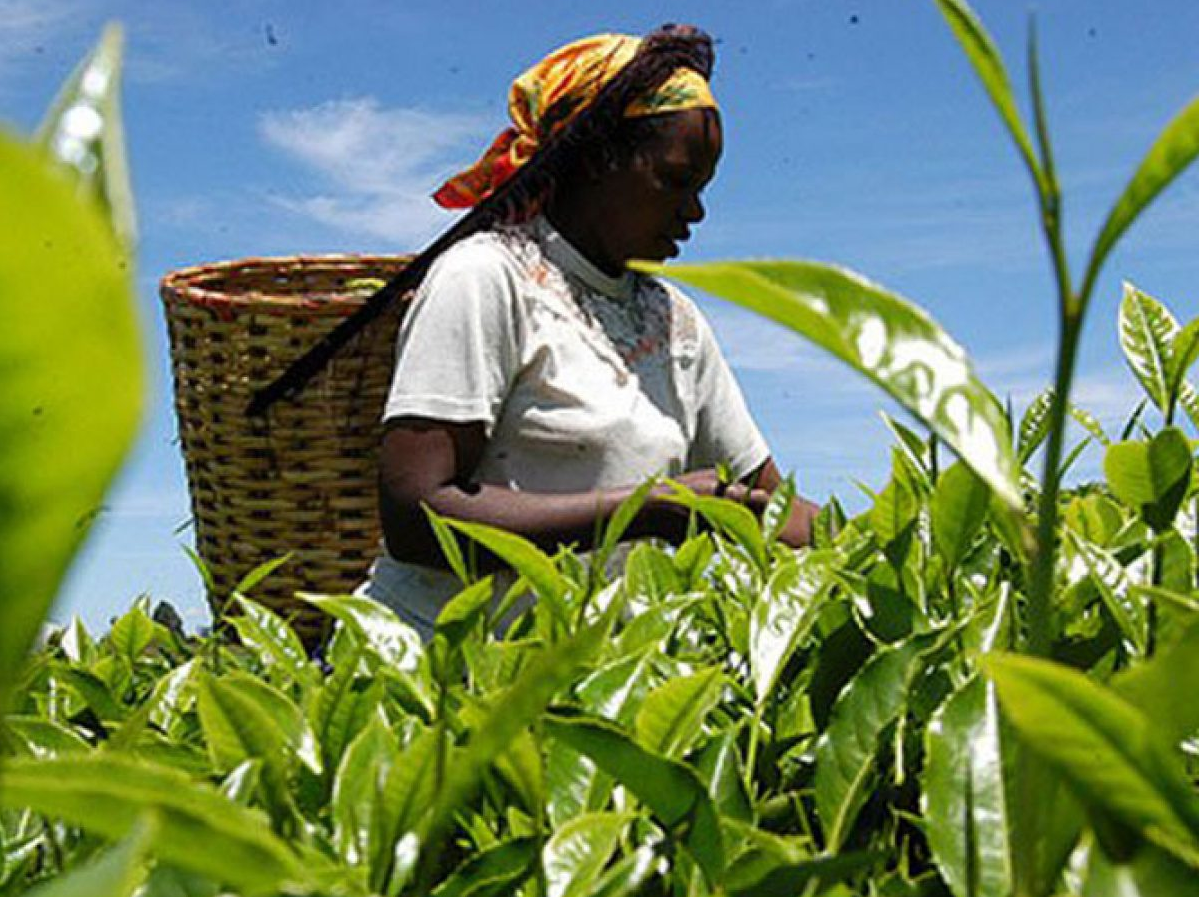 A tea picker on a farm. The Tea Bill proposes radical changes for the multi-billion shilling tea sector.