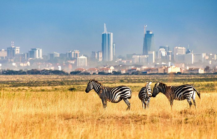 Zebras pictured at the Nairobi National Park