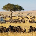 Wildebeests at the Maasai Mara Game Reserve in Narok County