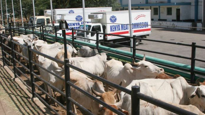 abbat Cows waiting to be slaughtered at the Kenya Meat Commission in Athi River . KDF wants KMC removed from the list of parastatals identified for privatization. (Photo: PETERSON GITHAIGHA)