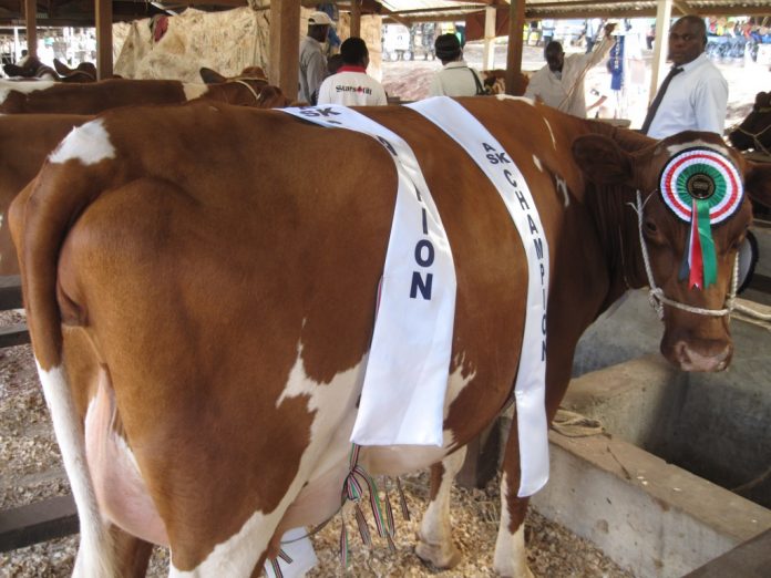 Dairy Farming in Kenya Dairy Farming in Kenya