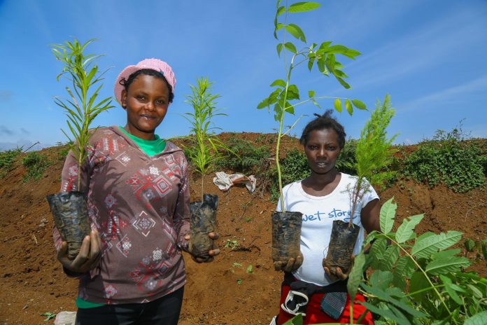 Safaricom plants trees