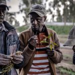 The new standards are meant to enhance hygiene in production and distribution of miraa in Kenya. [Photo/ Washington Post]