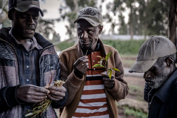 The new standards are meant to enhance hygiene in production and distribution of miraa in Kenya. [Photo/ Washington Post]