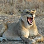 World Lions Day - captive lion breeding