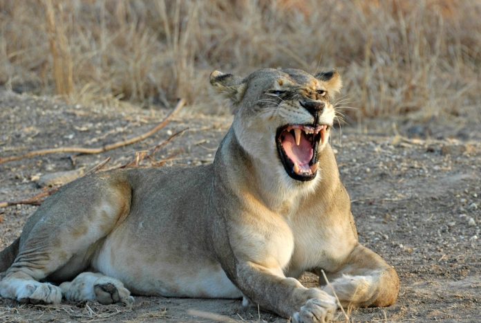 World Lions Day - captive lion breeding